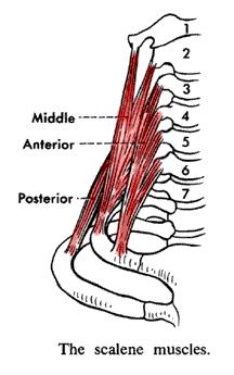 Palpation Soft tissue Scalenes Posterior: O: Transverse processes of C4-C6 I: Rib 2 A: Neck flexion & rotation; rib elevation Medius: O: Transverse