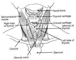 Palpation Bone Spinous process