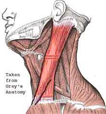 Palpation Soft tissue Thyroid
