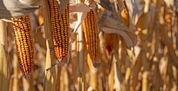 W gospodarstwie uprawiamy 250 ha kukurydzy, w tym połowa to odmiany typu dent. W 2018 zaciekawiła nas nowa linia odmian kukurydzy Syngenta o nazwie Artesian.