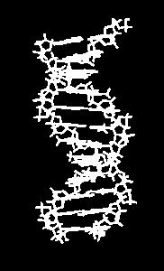 Myślenie komputacyjne porównywanie tekstów Podobieństwo organizmów - sekwencje nukleotydowe DNA (fragment genu) Fragment genu 16S bakterii, na podstawie którego identyfikuje się zakażenia