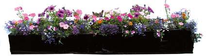 Pelargonia bluszczolistna, 4. Surfinia Lime, 5. Surfinia Hot Pink, 6. Surfinia Blue Vein, 7. Sunsatia Banana, 8. Cyprysik Lawsona, 9. Narcyz Tete-a-tete, 10. Szachownica cesarska Lutea.