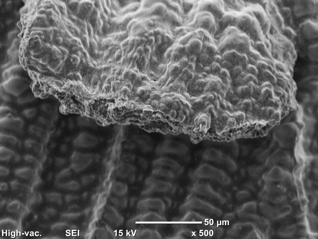 The microstructure of hot cracking, SEM: a) the morphology of cracking in overlay weld; b) the crack free surface Przeprowadzona mikroanaliza składu chemicznego EDS z obszaru pęknięcia (rys.