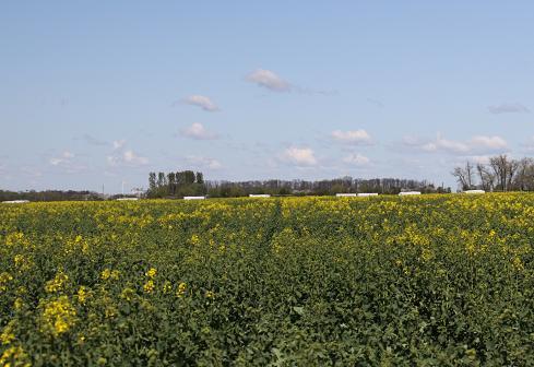 izolatów ras, patotypów i szczepów z nowymi