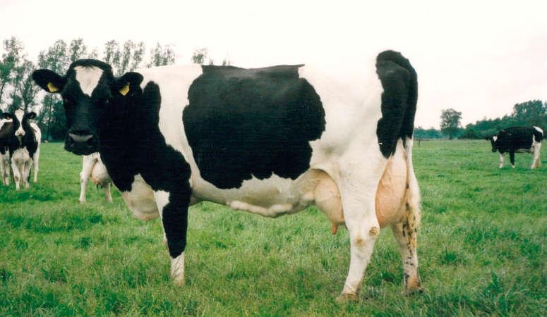 S. Winnicki i in. Ziemiński R., Juszczak J. (1997). Zawartość mocznika w mleku jako wskaźnik stosunku białkowo-energetycznego w dawce pokarmowej dla krów mlecznych. Post. Nauk Rol., 3: 7382.