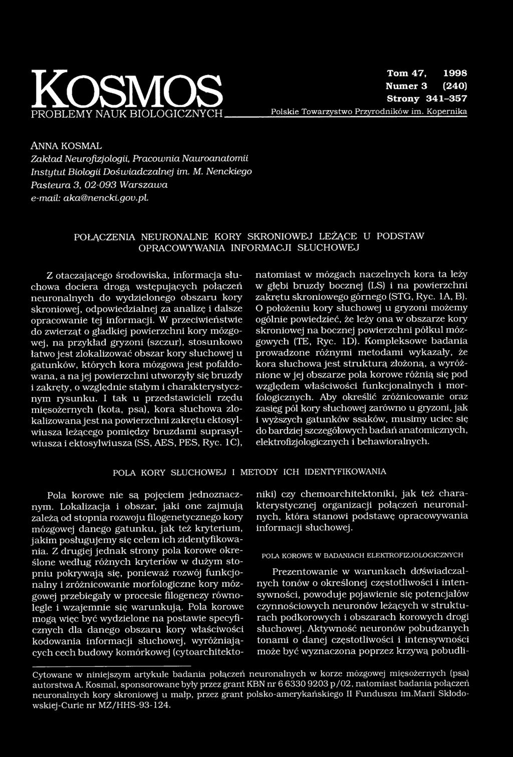 POŁĄCZENIA NEURONALNE KORY SKRONIOWEJ LEŻĄCE U PODSTAW OPRACOWYWANIA INFORMACJI SŁUCHOWEJ Z otaczającego środowiska, informacja słuchowa dociera drogą wstępujących połączeń neuronalnych do