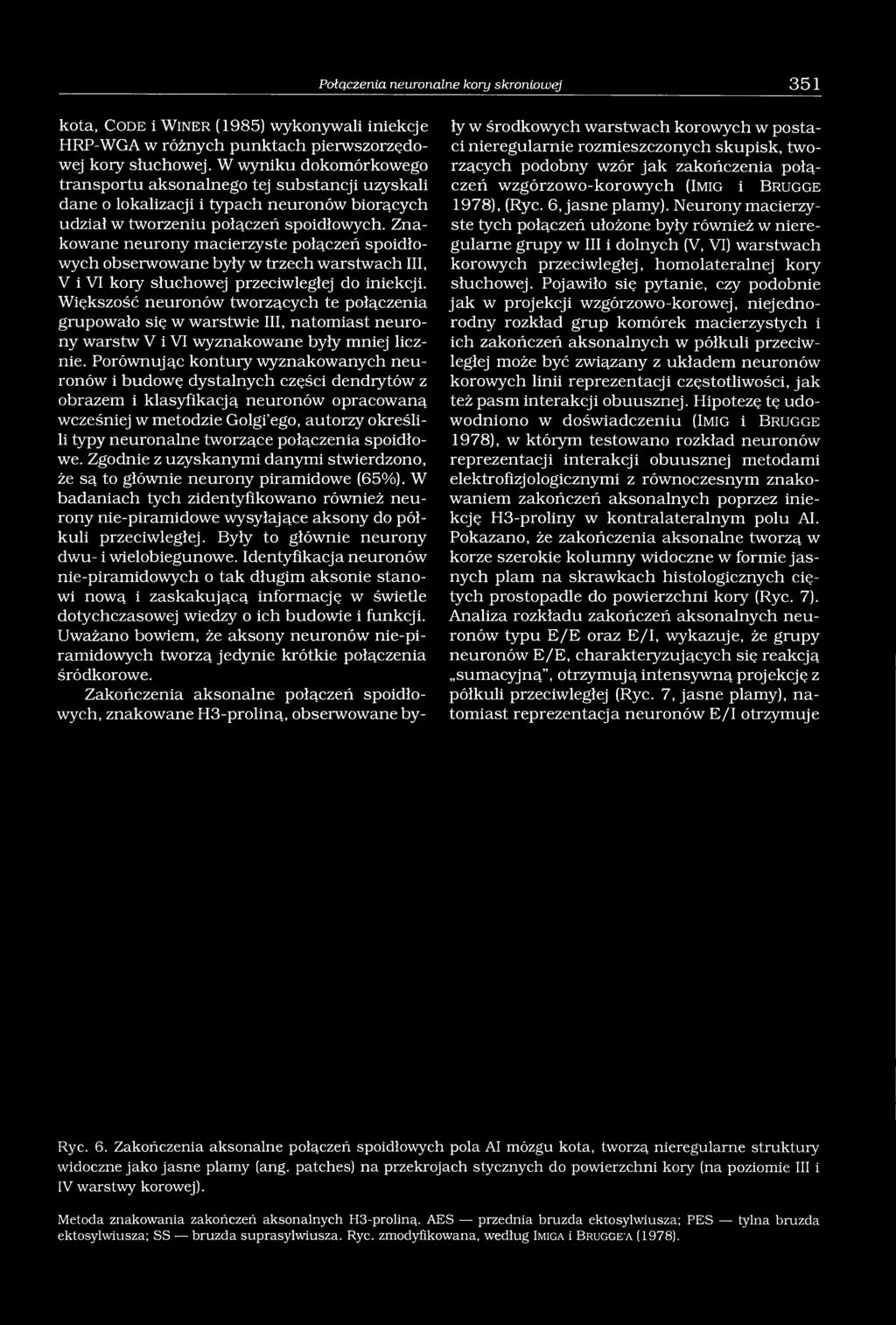 Znakowane neurony macierzyste połączeń spoidłowych obserwowane były w trzech warstwach III, V i VI kory słuchowej przeciwległej do iniekcji.