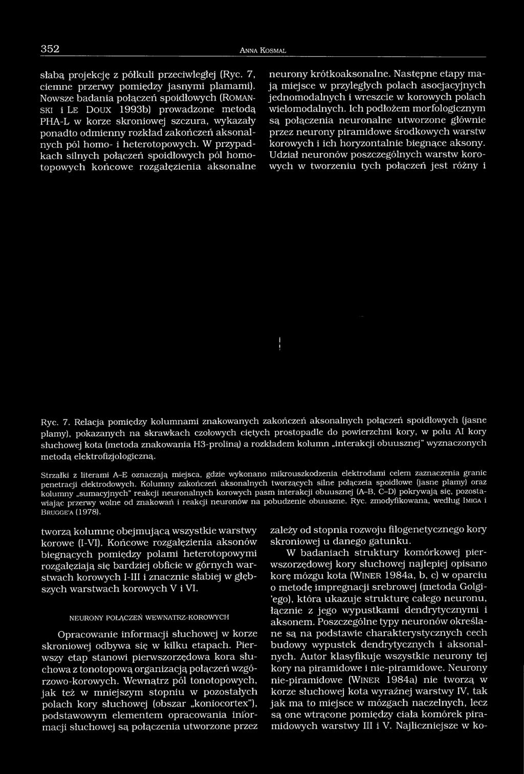 W przypadkach silnych połączeń spoidłowych pól homotopowych końcowe rozgałęzienia aksonalne neurony krótkoaksonalne.