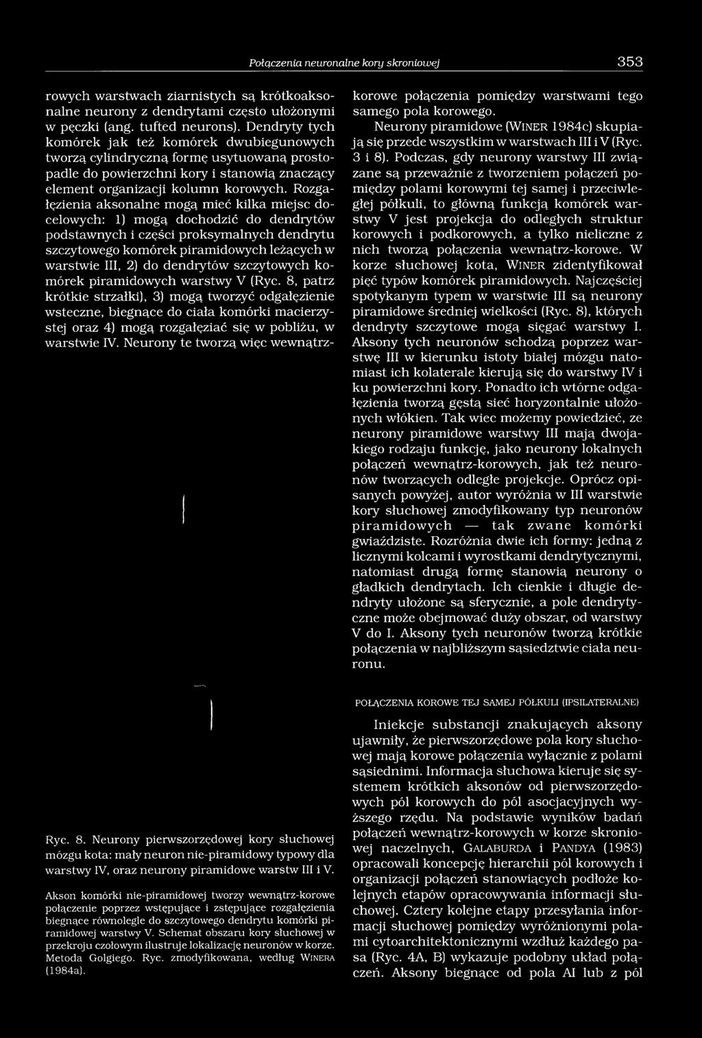 Rozgałęzienia aksonalne mogą mieć kilka miejsc docelowych: 1) mogą dochodzić do dendrytów podstawnych i części proksymalnych dendrytu szczytowego komórek piramidowych leżących w warstwie III, 2) do