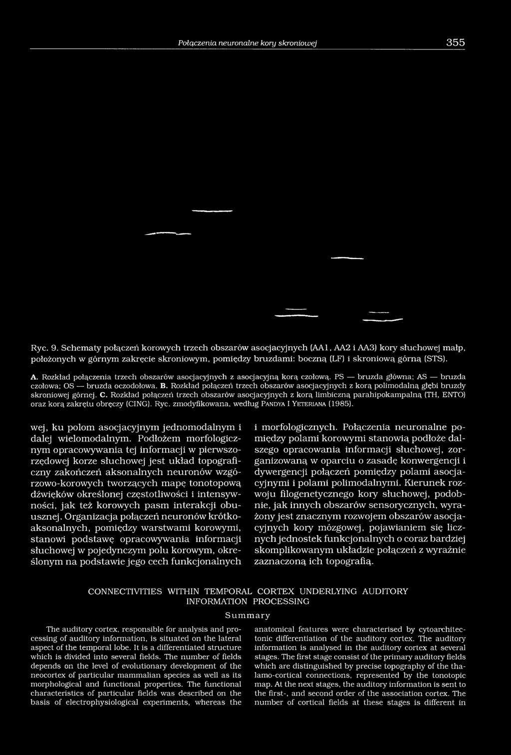 PS bruzda główna; AS bruzda czołowa: OS bruzda oczodołowa. B. Rozkład połączeń trzech obszarów asocjacyjnych z korą polimodalną głębi bruzdy skroniowej górnej. C.