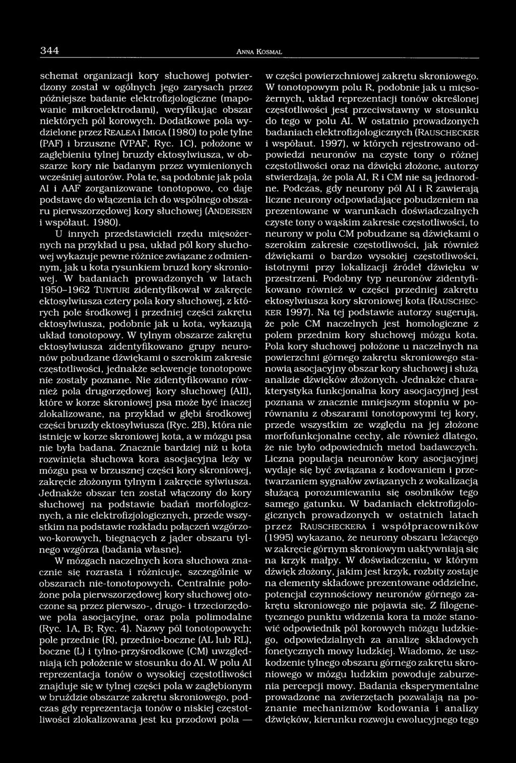 1C), położone w zagłębieniu tylnej bruzdy ektosylwiusza, w obszarze kory nie badanym przez wymienionych wcześniej autorów.