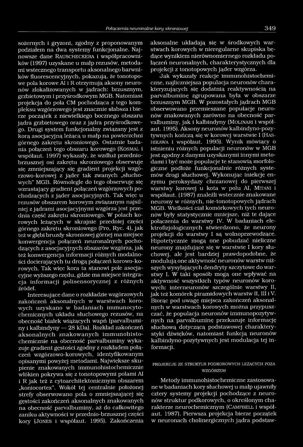 AI i R otrzymują aksony neuronów zlokalizowanych w jądrach: brzusznym, grzbietowym i przyśrodkowym MGB.