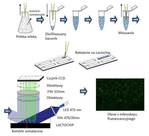 Licznik komórek somatycznych LACTOSCAN Działanie modułu licznika komórek somatycznych oparte jest na mikroskopii fluorescencyjnej.