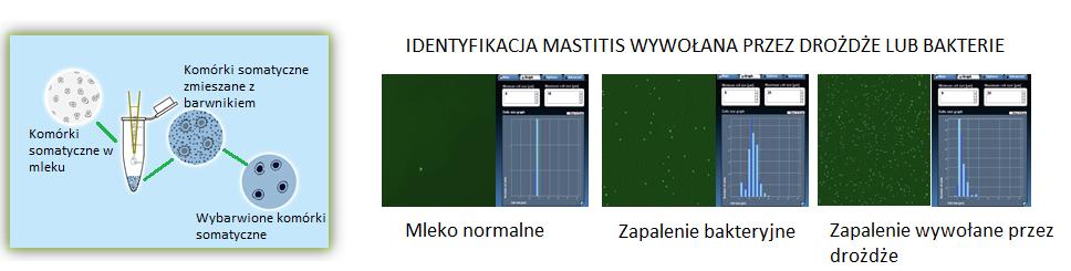 Możliwość identyfikacji mastitis Wyniki otrzymywane