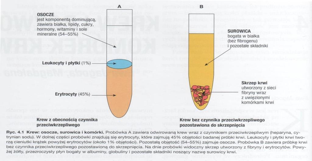 Surowica (serum) osocze krwi pozbawione białka fibrynogenu oraz innych składników biorących udział w krzepnięciu krwi (układ krzepnięcia).