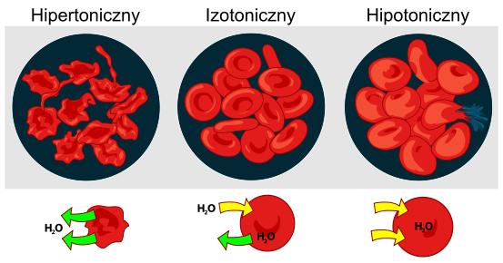 Cytoszkielet zbudowany jest ze spektryny (białko 2 łańcuchowe zbudowane z podjednostki L i B połączone są ze sobą aktyną).