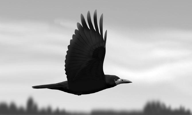 Ornis Polonica 2018, 59: 171 182 Populacja lęgowa gawrona Corvus frugilegus na Warmii i Mazurach Adam Zbyryt, Dawid Cząstkiewicz, Sebastian Menderski, Marian Szymkiewicz Abstrakt: W roku 2017 na