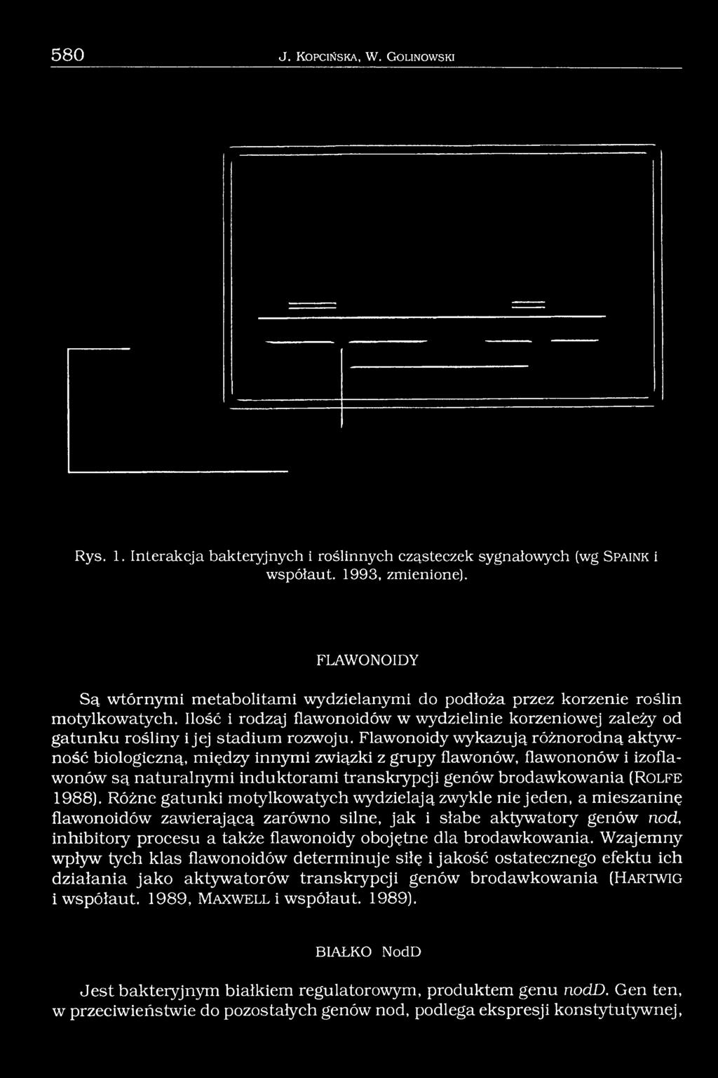 Flawonoidy wykazują różnorodną aktywność biologiczną, między innymi zrwiązki z grupy flawonów, flawononów i izoflawonów są naturalnymi induktorami transkrypcji genów brodawkowania ( R o lfe 1988).