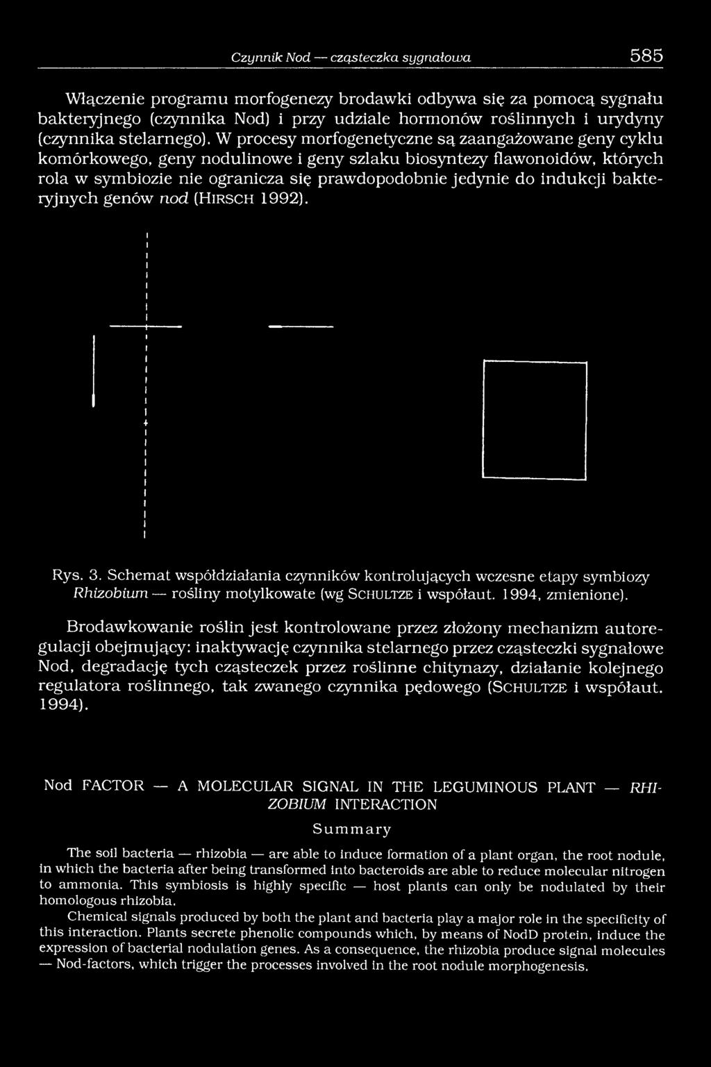 W procesy morfogenetyczne są zaangażowane geny cyklu komórkowego, geny nodulinowe i geny szlaku biosyntezy flawonoidów, których rola w symbiozie nie ogranicza się prawdopodobnie jedynie do indukcji