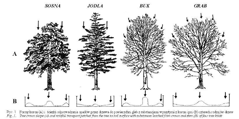 1. ŹRÓDŁA WODY I JEJ WYKORZYSTANIE PRZEZ DENDROFLORĘ: 1.1. Wśród źródeł wody, którą mogą (- gdyż nie zawsze) pozyskiwać i wykorzystywać drzewa, wymienia się: wody opadowe lub roztopowe, wśród których