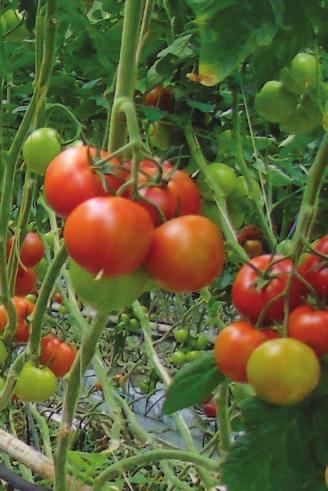 Pomidor szklarniowy Poniżej przedstawiamy wyniki testu smaku przeprowadzonego przez Uniwersytet w Wageningen (WUR taste panel) w dwóch gospodarstwach.