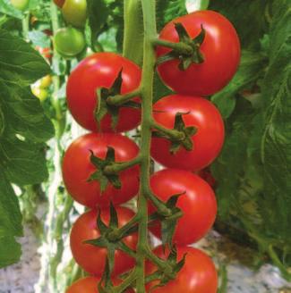 Annatefka F1 Pomidor typu cherry Tomagino F1 Tomagino jest jedną z najsmaczniejszych odmian w segmencie pomidora typu cherry do uprawy szklarniowej.