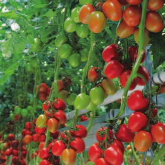 Pomidor szklarniowy Pomidor śliwkokształtny Savantas F1 Odmiana Savantas w segmencie odmian śliwkokształtnych jest wybierana przez wielu producentów na całym świecie.