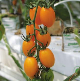 Owoc tej odmiany, przypominający śliwkę, jest również lekko karbowany, co sytuuje go pomiędzy segmentem pomidora typu plum i odmianą San Marzano.