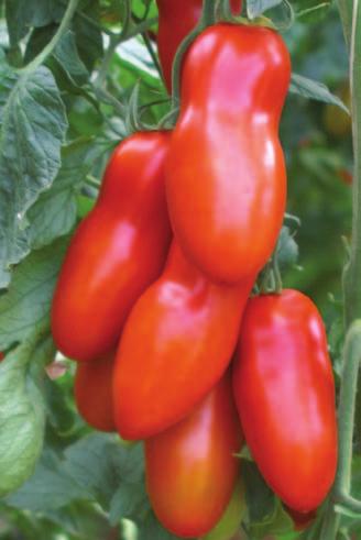 Pomidor tunelowy Pomidor typu San Marzano Pozzano F1 Odmiana w typie San Marzano, o wydłużonych owocach z charakterystycznym przewężeniem.
