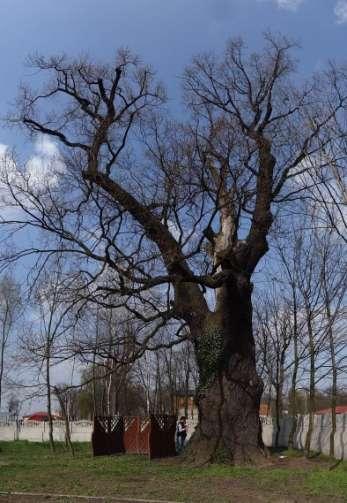 Wykaz drzew do pielęgnacji Nowe Skalmierzyce: Drzewo nr 1 nazwa łacińska: Quercus robur lokalizacja: ul.