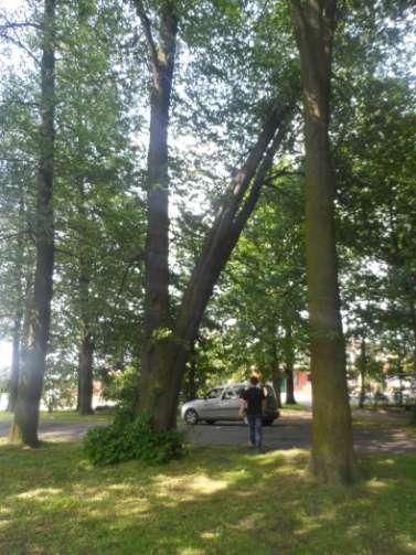 Drzewo nr 2 nazwa łacińska: Tilia cordata lokalizacja: park w Ociążu, droga prowadząca do stawów nazwa polska: lipa drobnolistna obwód: 318 cm 30 m