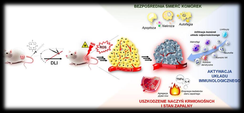 1. Wprowadzenie Terapia fotodynamiczna (PDT) jest obecnie terapią komplementarną w stosunku do tradycyjnych metod leczenia nowotworów.