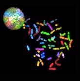 (chromosomy) Hybrydyzują do całych