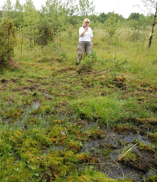 Torfowiska alkaliczne od ponad 20 lat są przedmiotem szczególnego zainteresowania Klubu Przyrodników.