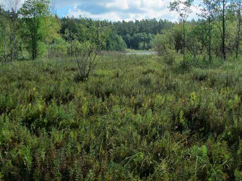 Fot. 107. Mechowisko nad jez. Kirszniter na Warmii, proponowane dodatkowo do sieci Natura 2000 (fot. P. Pawlaczyk). Torfowisko w Myszkowie 51 ha, woj. śląskie, region kontynentalny, w dolinie Warty k.