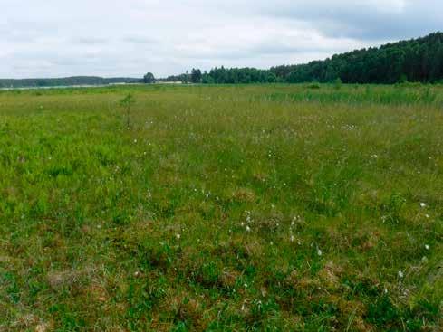 Fot. 109. Mechowisko nad jez. Długie, proponowane do włączenia do sieci Natura 2000 przez powiększenie obszaru Sandr Wdy PLH040017 (fot. Ł. Kozub). Łąka w Bęczkowicach PLH100004.