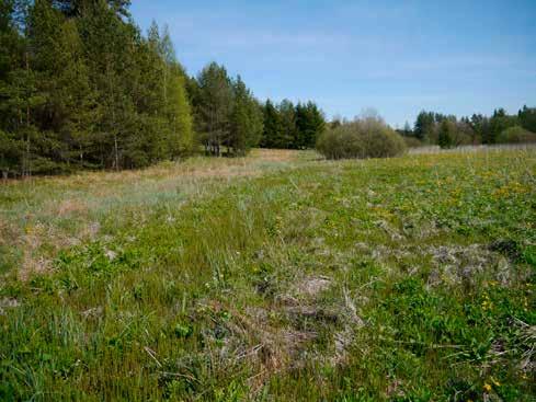 11. Torfowisko Chyżnik, woj. małopolskie. Torfowisko alkaliczne w dolinie potoku Chyżnik ok. 2,5 km na północny-zachód od Chyżnego (na granicy ze Słowacją).