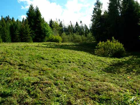 mechowiska nad Pliszką. Ładne, żyzne mechowisko ze storczykami chroni także użytek Bagno Wietrzno (9 ha, gm. Polanów, zachodniopomorskie).