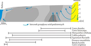na torfowiskach w Kotlinie Popradzkiej (Grootjans et al. 2005, 2012, Hájková et al. 2012).