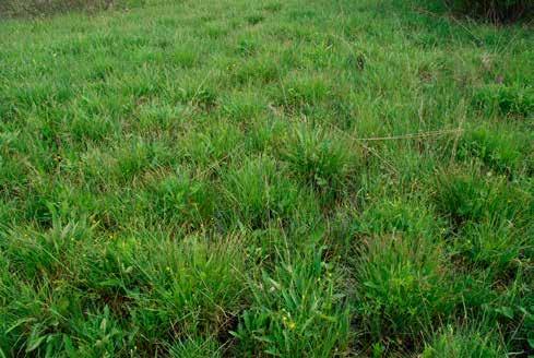 W warstwie mszaków występują: złocieniec gwiazdkowaty Campylium stellatum s.l., limprichtia pośrednia Limprichtia cossonii, źródliskowiec zmienny Palustriella commutata s.l. i bagniak wapienny Philonotis calcarea.