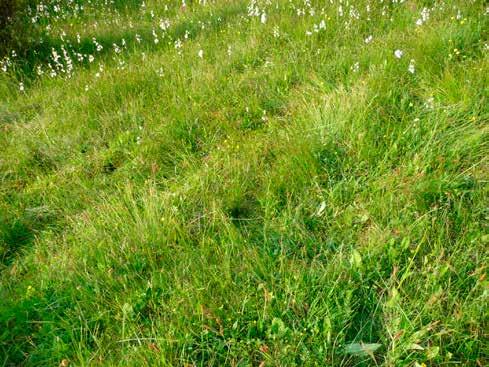 rozprzestrzenione są niemal w całej Europie, lecz ośrodkami ich koncentracji są Alpy i Karpaty. Niektóre z tych gatunków są obecnie w Polsce skrajnie rzadkie, jak np.