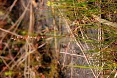 Skrzyp pstry Equisetum variegatum (fot. R. Stańko). Fot. 45.