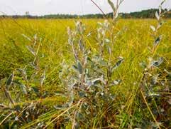 Fot. 47. Wierzba lapońska Salix lapponum (fot. E. Gutowska).