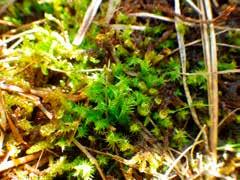 listna Stellaria crassifolia, błyszcze włoskowate Tomentypnum nitens, gnidosz błotny Pedicularis palustris, gnidosz królewski Pedicularis sceptrum-carolinum, świbka błotna Triglochin palustre,