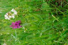 55. Turzyca strunowa Carex chordorrhiza