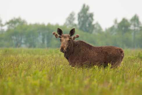 Fot. 64. Łoś Alces alces w krajobrazie torfowisk nad Biebrzą (fot. Ł. Łukasik).