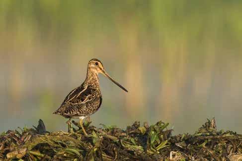 Fot. 65. Kszyk Gallinago gallinago (fot. M. Sarat). wią często żerowisko samotnika Tringa ochropus, gniazdującego jednak na obrzeżach, najczęściej w opuszczonych gniazdach drozdów.