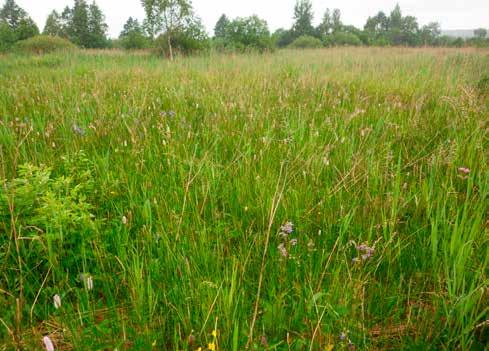 Na zmianę warunków hydrologicznych może wpływać nie tylko zwiększony odpływ, ale także zmniejszone zasilanie podziemne torfowisk alkalicznych.