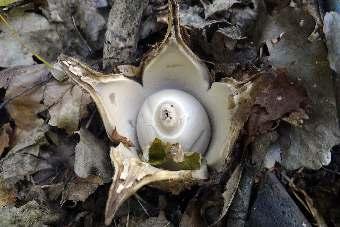 64 KRZYSZTOF ŚWIERKOSZ, KAMILA RECZYńSKA, MAREK HALAMA Fot. 1. Gwiazdosz workowaty Geastrum saccatum w obszarze Natura 2000 Czarne Urwisko koło Lutyni, 27.08.2016 (fot. K. Świerkosz). Phot. 1. Geastrum saccatum in the area Natura 2000 Czarne Urwisko koło Lutyni, 27.