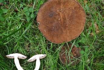 Nowe stanowiska grzybów makroskopijnych w Sudetach i na ich Przedgórzu 71 Fot. 9. Grzybiec purpurowozarodnikowy Porphyrellus porphyrosporus w Górach Złotych (fot. K. Świerkosz, 18.07.2016). Phot. 9. Porphyrellus porphyrosporus in the Złote Mts.
